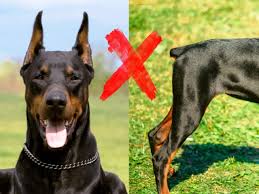 ESPAÑA PROHÍBE CORTAR EL RABO Y LAS OREJAS A LOS PERROS ESPAÑA PROHÍBE CORTAR EL RABO Y LAS OREJAS A LOS PERROS